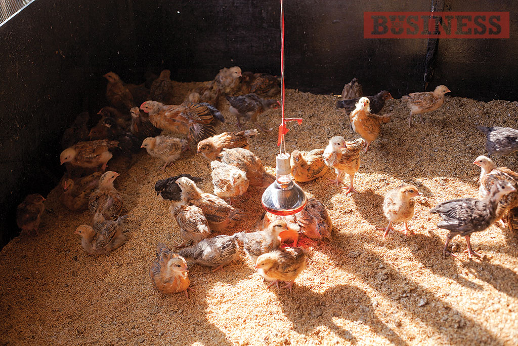 Chicken Business Takes New Direction HIMALAYAN FREE RANGE