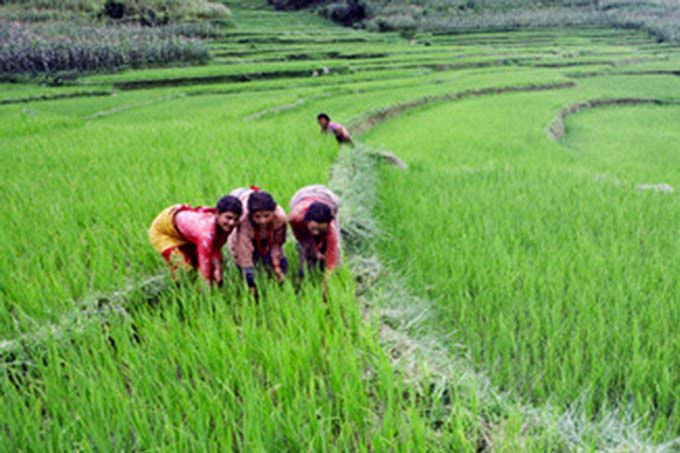 Experts initiate agriculture campaign to ensure food security in Karnali