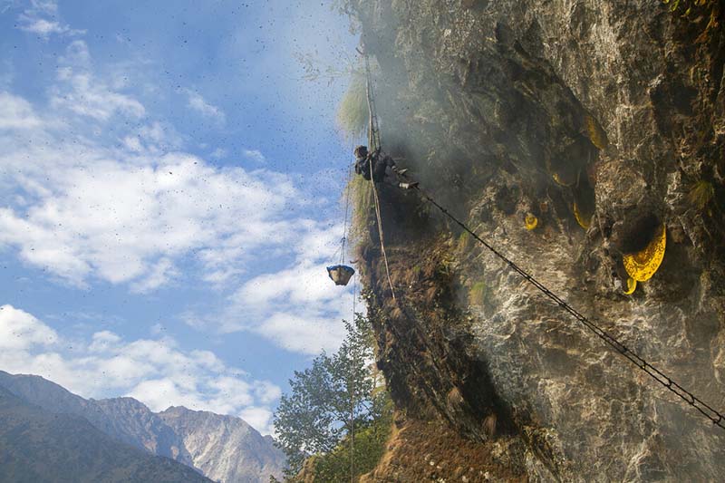 Gallery: Honey hunters risk their lives to harvest wild honey 