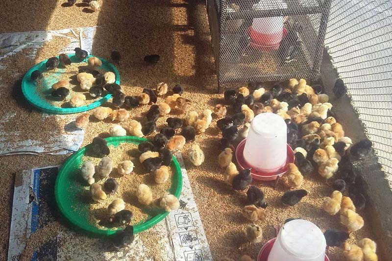 Sharp rise in poultry feed price affects farmers