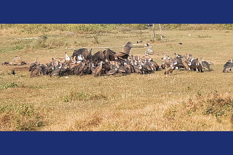 Vulture restaurant being developed as tourist destination in Nawalpur