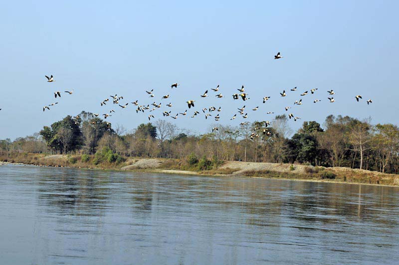 Two new species of birds spotted in Nawalpur