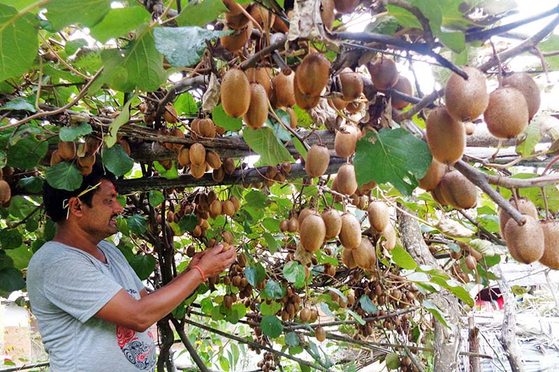 Taplejung farmers worry about drop in price of kiwi