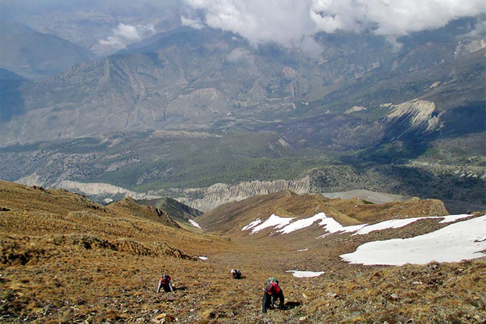 Yarsagumba collection to be opened in Dolpa from May 25