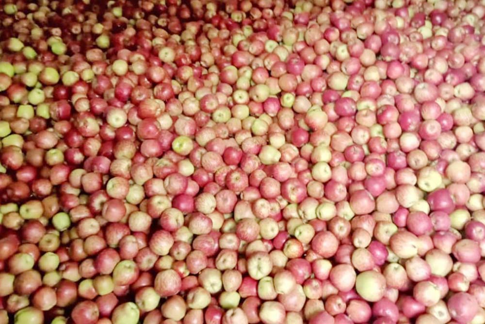 Jumli apples being sold raw in market