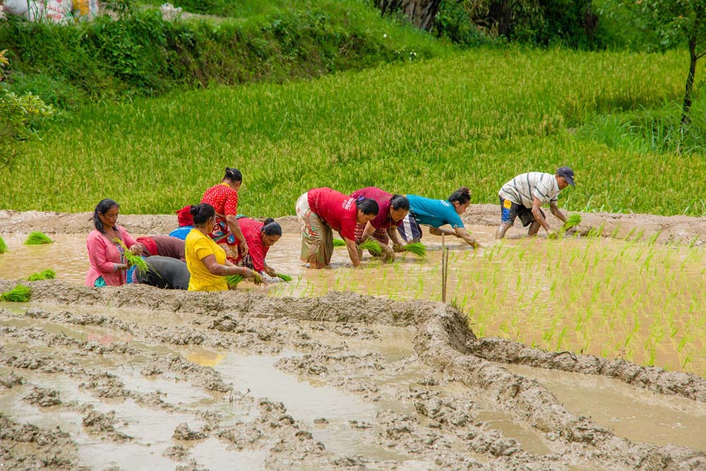 60% of paddy plantation completed across country