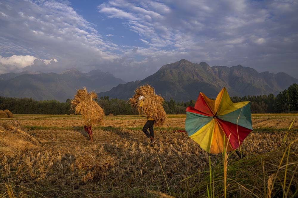 ADB to devote $14bn to help ease food crisis in Asia-Pacific