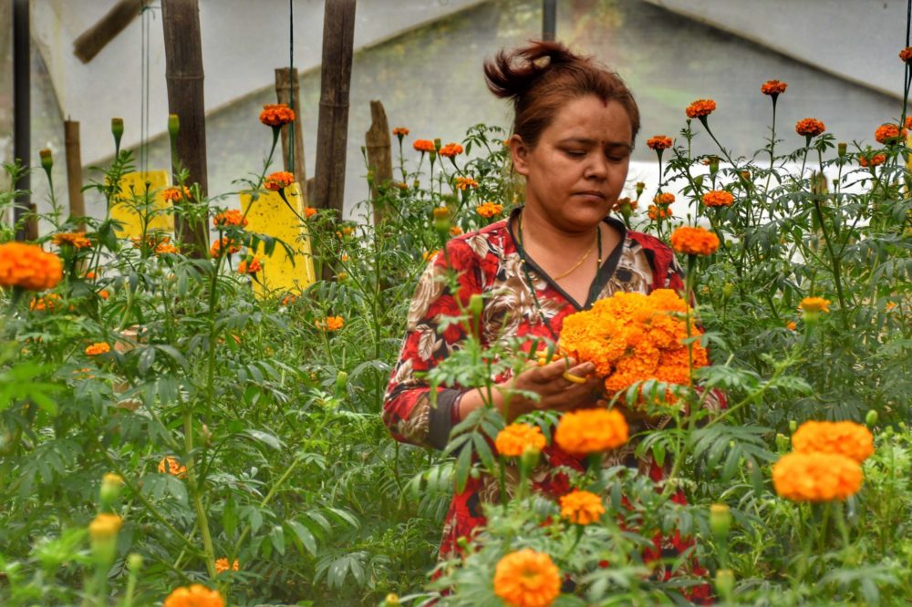 FAN welcomes govt’s decision to ban flower import
