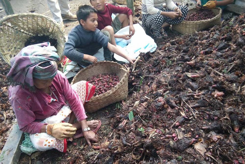 Taplejung farmers busy harvesting black cardamom