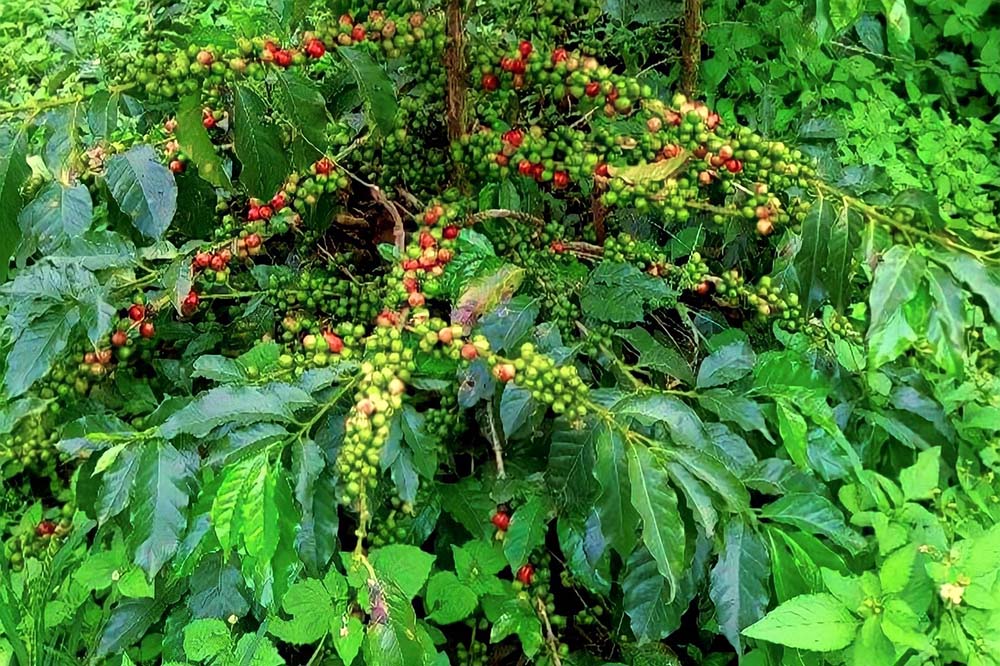 Youths attracted to coffee farming in Gulmi