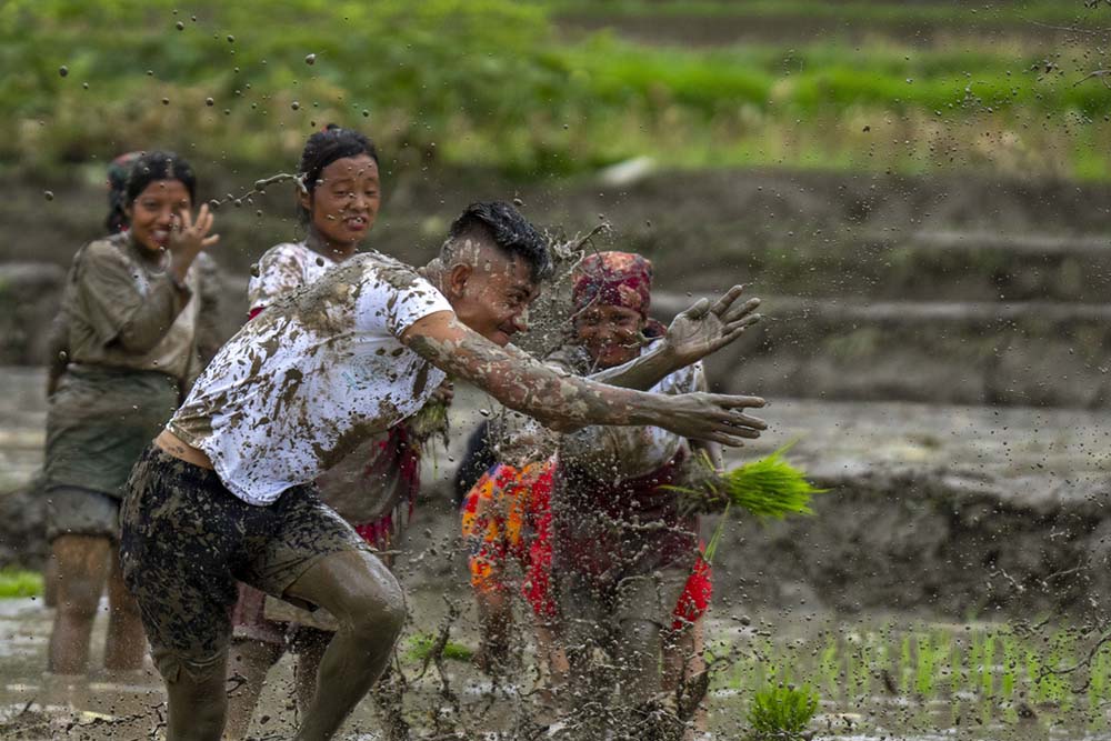 Nuwakot farmers celebrate National Paddy Day and Plantation festival