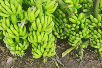Domestic banana production is sufficient to meet festival demand: Federation