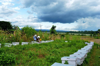 Beekeepers face market problems as 21 tonnes of honey remain unsold