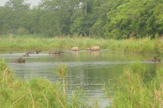 Chitwan National Park suspends jeep safaris for monsoon season