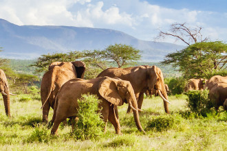 World must act now as global wildlife falls 73 pc, WWF report finds
