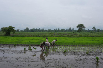 Hybrid rice seedlings planted in Chitwan science park to boost food self-sufficiency