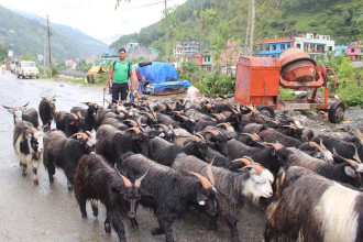 Sheep, goats worth Rs 100m traded in Jumla during Dashain