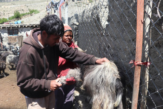 Mustang farmers secure market for mountain goat undercoat to boost pashmina trade