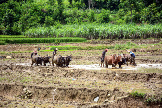 Nepal Celebrates 23rd National Paddy Day, Promotes Climate-Friendly Farming