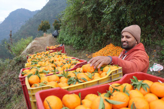 Orange and food festival begins in Muglin Bazaar