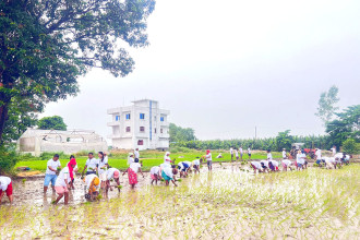 Kanchanpur records under 50 pc paddy plantation