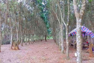 Laos expands rubber farming to support local livelihoods