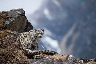 Nepal estimates snow leopard population at 397, highlights conservation milestone