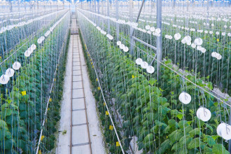 Brunei, Singapore advance ties on agri-tech food zone