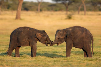 Two Elephant Calves from Chitwan to Be Sent to Qatar on December 17