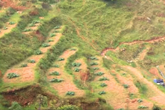 Watermelon farming expands in Kundahar in Pokhara metropolis
