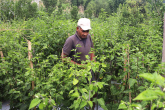 Foreign-employment returnee in Bhojpur turns to commercial chilli farming
