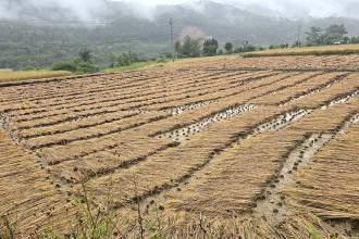 Unseasonal Rainfall Causes Rs 2.5 Billion Paddy Loss in Koshi Province
