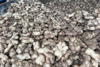 Farmers in Ilam secure substantial income from ginger farming
