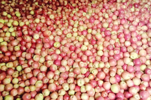 Transport challenges hamper apple sales in Karnali