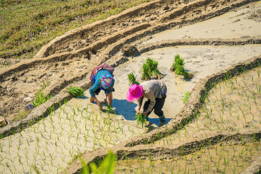 50% Government Farming Grant Brings Fresh Hope to Kanchanpur Farmers, Boosting Production and Income