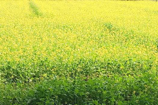 Mustard production falls in Chitwan