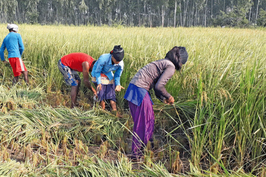 Paddy Production in Nepal Expected to Decline by 5% Due to Unseasonal Rains