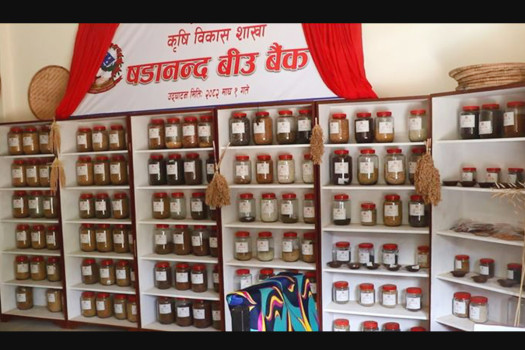 Bhojpur's municipality opens seed bank to preserve indigenous seeds
