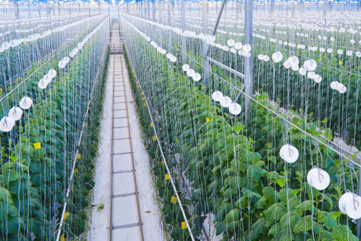 Brunei, Singapore advance ties on agri-tech food zone