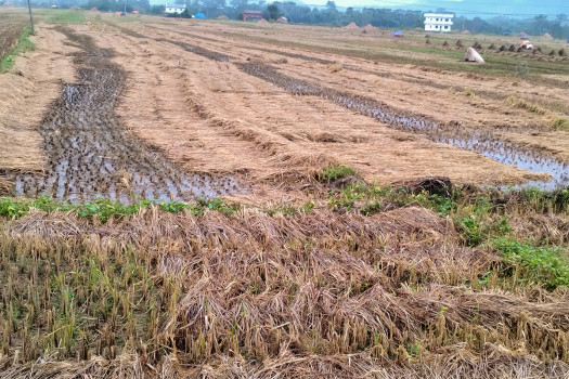 Unseasonal Rain Damages Paddy Planted on 10,000 Hectares of Land