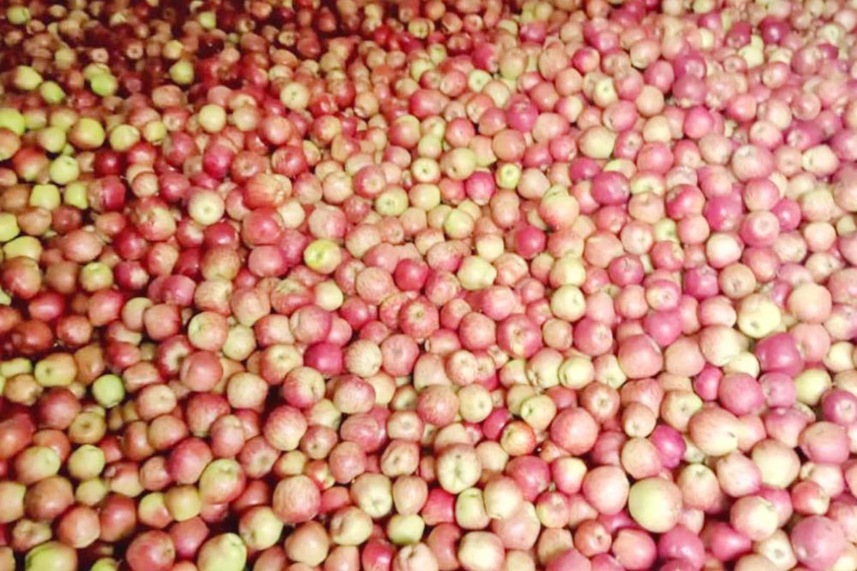 Transport challenges hamper apple sales in Karnali