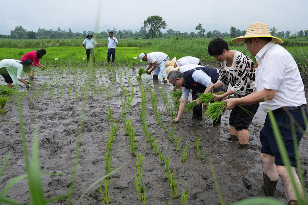 Hybrid-rice,-Nepal-South-Agricultural-Science-and-Technology-Park,-Rampur,-Chitwan-(2)-1754993880.jpg