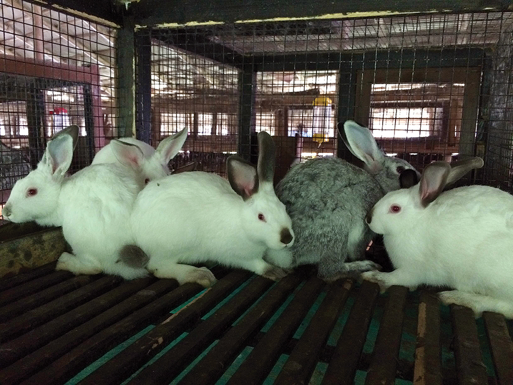 UJJWAL CHAPAGAIN – THE FIRST COMMERCIAL RABBIT FARMER
