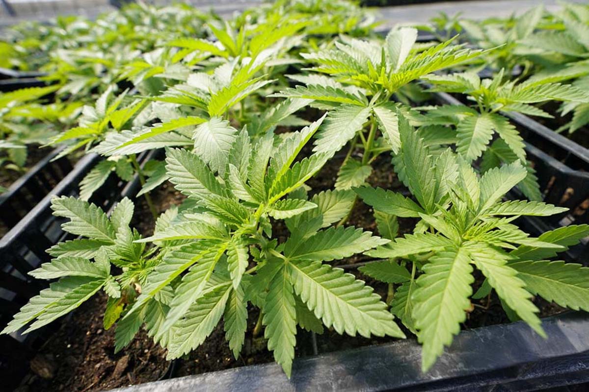 Gandaki Province legalises farming and medical use of cannabis