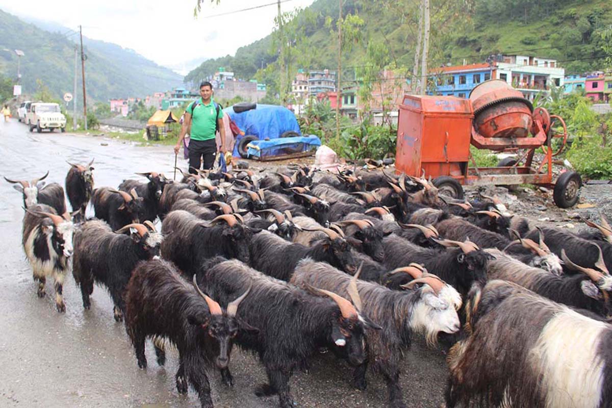 Sheep, goats worth Rs 100m traded in Jumla during Dashain