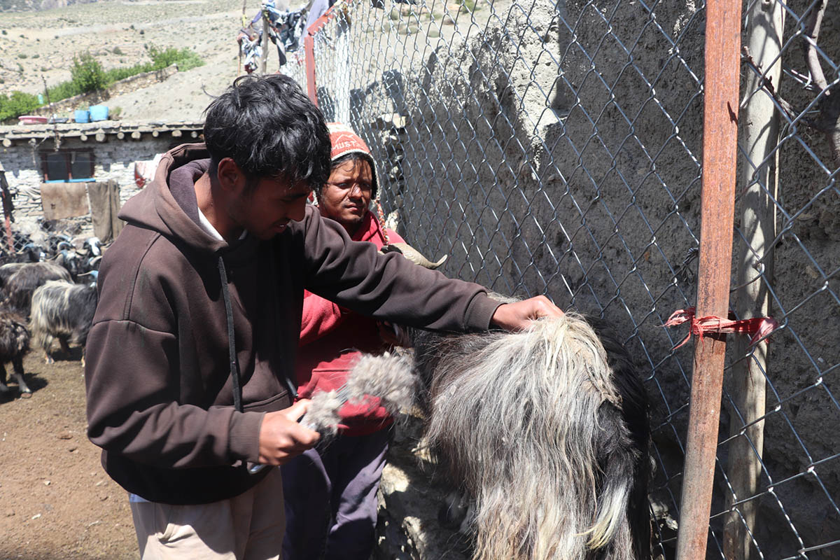 Mustang farmers secure market for mountain goat undercoat to boost pashmina trade