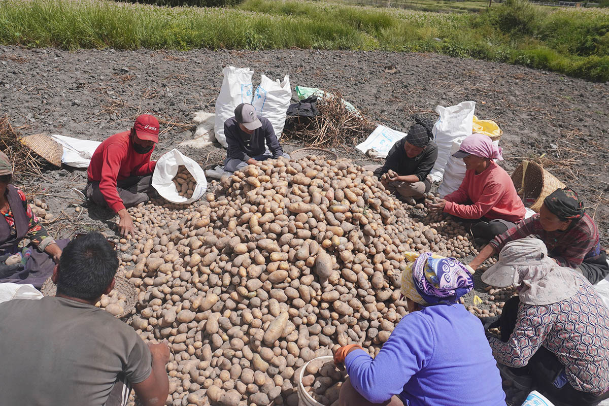 Mustang produces potatoes worth Rs 628m in FY 2025/26