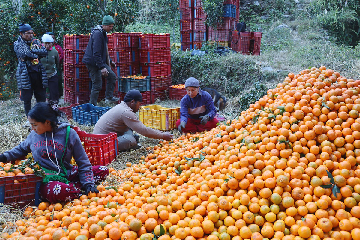 Farmers in Myagdi grow oranges worth Rs 316m