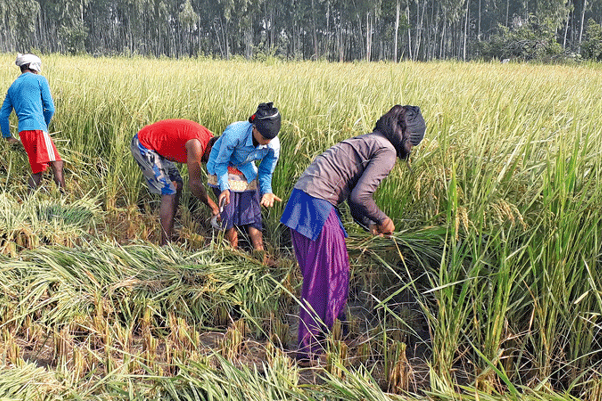 Paddy Production in Nepal Expected to Decline by 5% Due to Unseasonal Rains