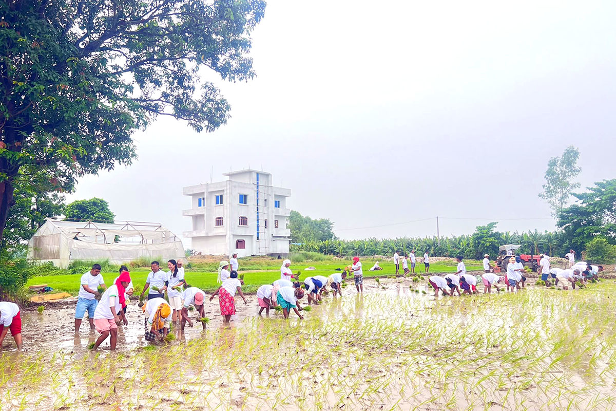 Kanchanpur records under 50 pc paddy plantation